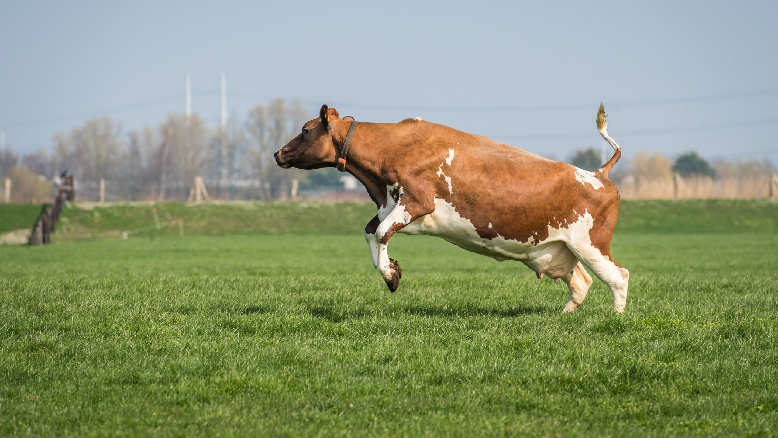 De_koeien_mogen_weer_naar_buiten_graskaas