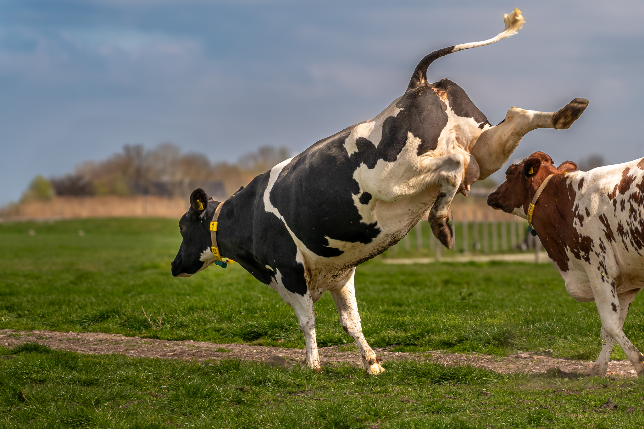 Koeiendans_feest_kan_beginnen_Echte_Graskaas_2025